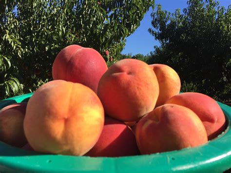 California cling peach media resources, fowler nurseries, this chart shows the relative ripening dates for different, fruit tree harvest chart groworganic com, main master htm. Peaches & Nectarines - Hamilton Family Orchards