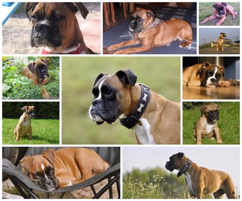 71 offers from $24.99 #14. Boxer - Hond te KoopHond te Koop