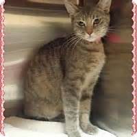 533 roswell street northeast marietta, ga 30060. Marietta, GA - Domestic Shorthair. Meet GLORIA a Cat for ...