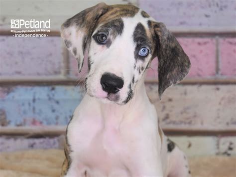 Merle, dilute merle, cryptic merle, harlequin. Great Dane-DOG-Female-Merlequin-2752919-Petland ...