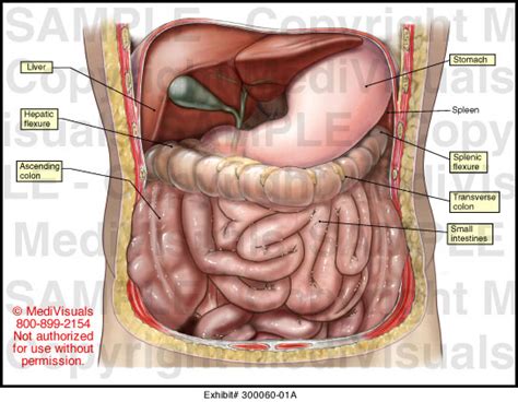 Many important blood vessels travel through the abdomen, including the aorta, inferior vena cava, and. Abdominal Anatomy Medical Illustration Medivisuals