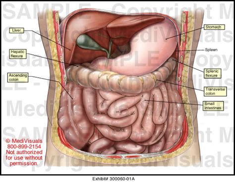 Anatomy female abdomen stock photos and images. Abdominal Anatomy Medical Illustration Medivisuals