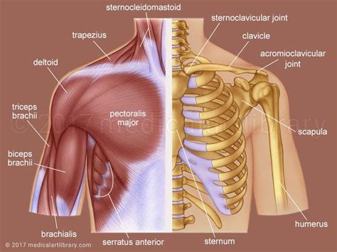 The shoulder muscles are responsible for maintaining the widest range of motiontrusted source of any joint in your body. Anatomy Of Shoulder Bones Ideas Shoulder Anatomy Medical ...