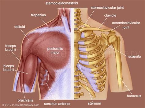 A diagram of the human skeleton showing bone and cartilage. Anatomy Of Shoulder Bones Ideas Shoulder Anatomy Medical ...