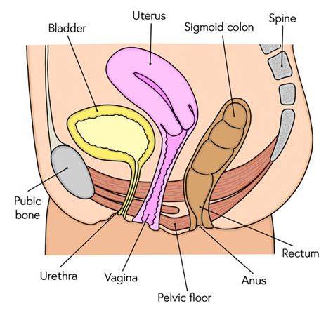 We refine established methods for surgically correcting. The pelvic floor - Understanding Continence Promotion