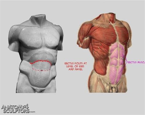 In this guide, i will show you the anatomy of the human torso and i will teach you how to draw the torso in every. torso musculatura | Anatomy reference, Anatomy, Character ...