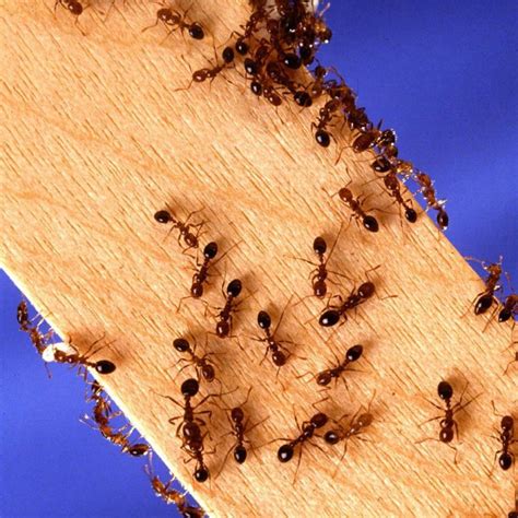 Contact us today for treatments for termites, rodents, bed bugs & more. Mosquitoes - CatsUSA PestControl California