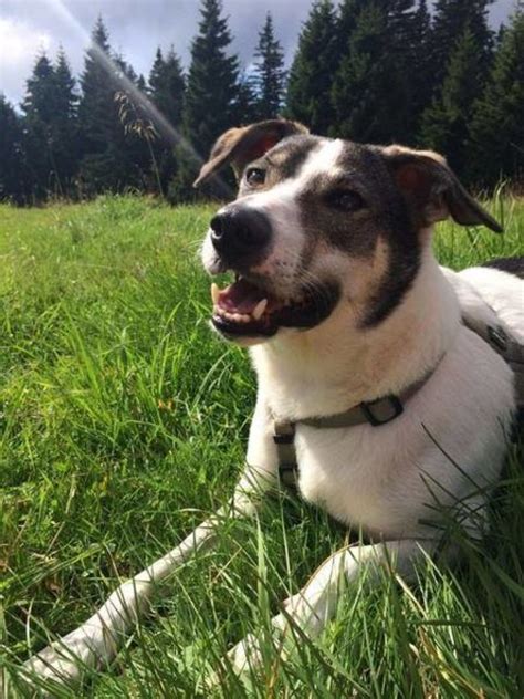 Unser garten ist viereckig und hat in der mitte einen abgedeckten wasserschacht und eine kleine treppe, die rauf kommt. Tierheim Franziskus, Tiervergabe: Erfahrene Hundeliebhaber ...