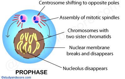 Maybe you would like to learn more about one of these? Mitotic cell division: Mitotic phase and its significance ...