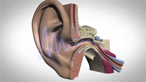 Check spelling or type a new query. How Hearing Works - YouTube