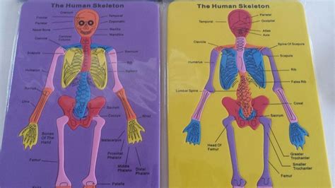 The shiny, articulating cartilage on the ends of a bone. Human Skeleton Body Foam Puzzle Science Anatomy Reference PreK-2 Bones Biology | Anatomy ...