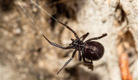 It is being cited as britain's most venomous spider, and it is spreading. Mum In Hospital From False Black Widow Terrorising ...