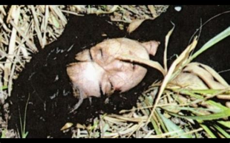 Fotos de natureza morta, melhores imagens livres de royalties. Lembra-se do assassino da atriz brasileira Daniela Perez ...