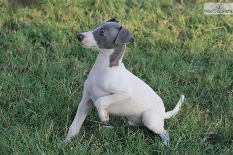 We specialize in raising healthy and happy greyhound puppies. Italian Greyhound puppy for sale near Dallas / Fort Worth ...