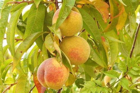 Grow peaches in regions where temperatures fall well below zero. Reliance Peach Tree Semi-Dwarf Zones 4-8 | Winter Cove Farm