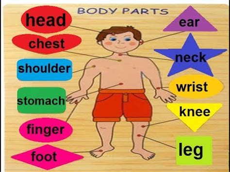 Either side of the face below the eye. preschool English , body parts names with pictures for ...