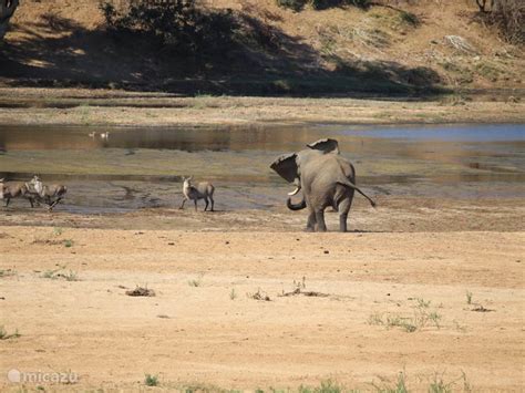 Leeus Villa, Safari lodge bij Kruger in Marloth Park ...