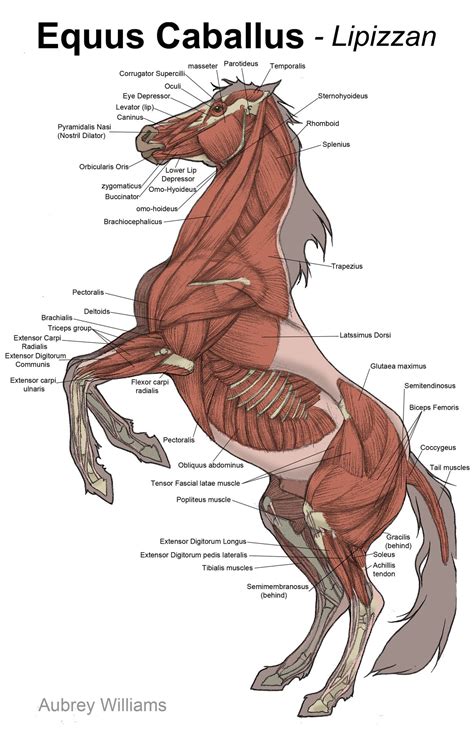 The superficial back muscles are the muscles found just under the skin. Horse Anatomy Muscles Horse muscle study - 11in x | Horse ...
