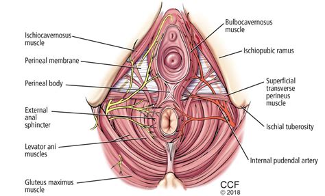 They are usually described within the triangles; Primary care management of chronic pelvic pain in women ...