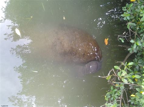 Are you looking for the best diy boatyard in florida? Visiting Manatees (plus boatyard plans) article on janice142