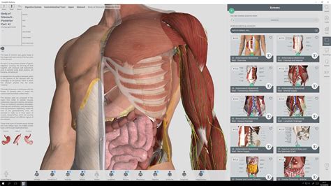 Muscles ofexpression anatomy tutorial part 1 lower back strain female musclesstock photo more pictures of nedir anatomi hip bones medical scan stockfootage. Anatomy Pictures Muscles And Bones Pdf Downloads ...