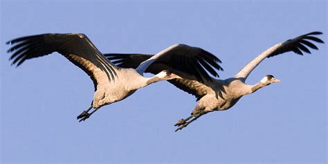 Kraniche und wildgänse kann man übriges schnell mal verwechseln: Unsere Zugvögel - NABU