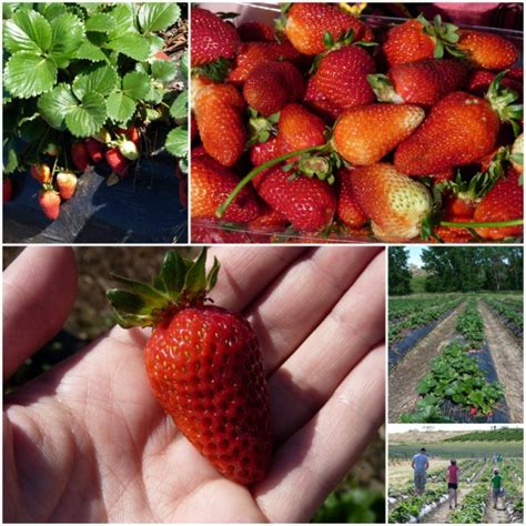 Beerenberg Farm | Pick Your Own Strawberries | Hahndorf - What's on for ...