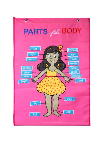 Emotional expression on the face of a girl. Parts of the Body Girl Cloth Chart - Charts Unlimited