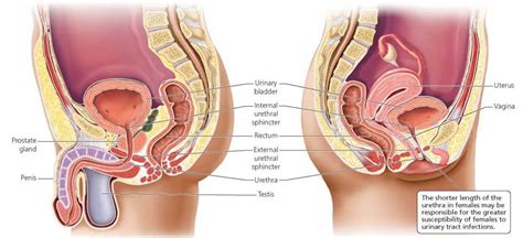 There are two adverse event signals that are becoming apparent to the u.s. The Urinary System - Biology of Humans