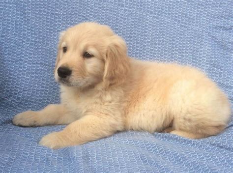 This article will help you as you consider owning a golden retriever puppy, and how to determine if a breeder will be right for you. Iva S. Oshea, Golden Retriever Breeder in Miles, Iowa