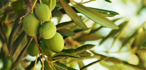 Er ist ein immergrüner, langsam wachsender südländischer baum oder strauch mit. Olivenbaum auf dem Balkon → Lesen Sie 5 Pflegetipps für ...