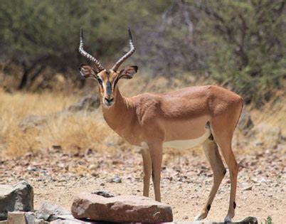 These are currently the best champions in the game and will most likely give any player an edge over the. Förderverein des Erongo Mountain Rhino Sanctuary Trust ...