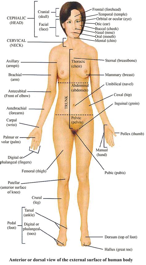 Labeled female body parts diagram. External Body Parts Of Woman / Parts of the Body in ...