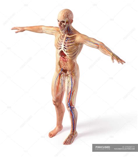 From wikimedia commons, the free media repository. Male total anatomy systems diagram with ghost effect on white background. — biology, body ...