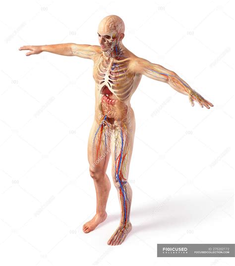 Posted in anatomy | tagged male, male anatomy, male anatomy diagram, male chart male anatomy chart. Male total anatomy systems diagram with ghost effect on white background. — biology, body ...