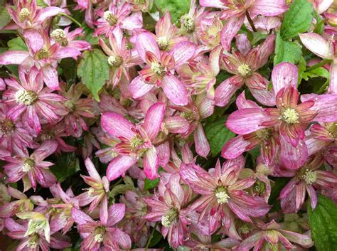 Maybe you would like to learn more about one of these? Clematis Montana 'Marjorie' - MoonGarden