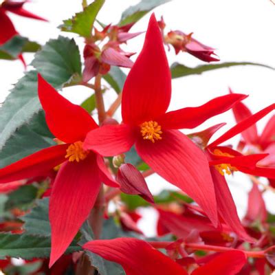 Begonia seed pods | seed pods, seeds, begonia. Crackling Fire Orange Begonia | Flower garden, Hanging ...