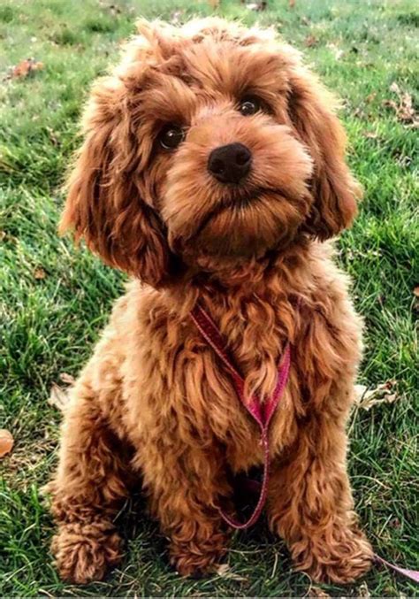 Available puppies & upcoming litters about us. Mini Labradoodle Puppies Near Me - Pets Ideas