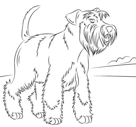 Miniature schnauzer coloring page from dogs category. 49 best images about Adult Coloring Pages on Pinterest ...