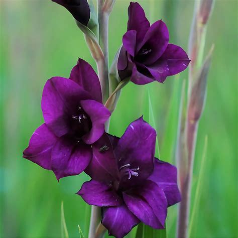 The top of the bulb should be just beneath the surface of the soil. Gladiolus Purple Flora | Tall Purple Gladiolus Corms ...