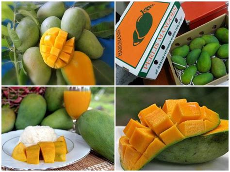Perlis pernah dipanggil palit (bahasa thai: Nama 'Harumanis' Hak milik eksklusif Perlis Sahaja. Negeri ...