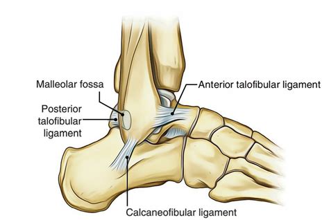 Abnormal ligaments of the ankle (appendix. Easy Notes On 【Ankle Joint (Talocrural Joint)】Learn in ...