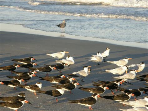 Details include patient surveys, hospital actions, and more. Birds on the beach in front of Beach Island Resort in ...