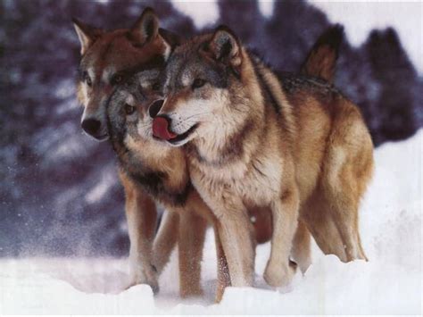 Download in under 30 seconds. national geographic wolves pictures - Bing Images | Wolf ...