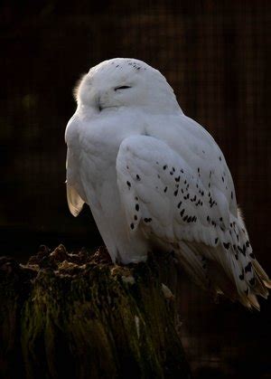 They are open every day except sunday. Winter Wings Over the River Windrush at Birdland Park And ...