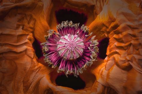 ^ saffron | Brad Oliphant Fine Art Photographer - Floral Photographer - Nature Photographer