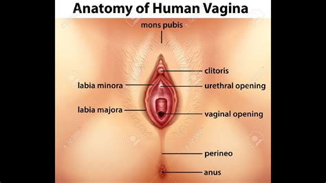 Anatomy of the female trunk. Female Anatomy The Vulva - YouTube