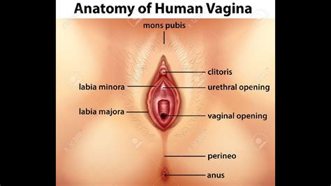 Anatomy of the female trunk. Female Anatomy The Vulva - YouTube