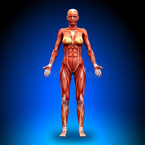 Human body, the physical substance of the human organism. Anterior View - Female Anatomy Muscles Stock Illustration ...