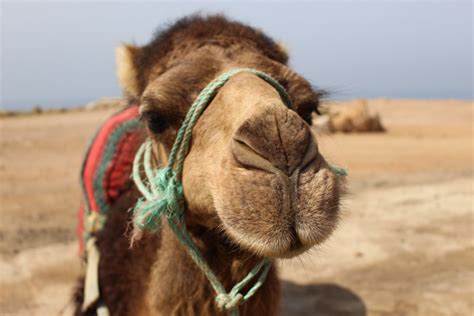 This week we went out into the mountains of california to hunt camels, we caught. Camel Riding with Travel Kids in Morocco